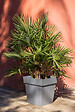 EDA - Pot de fleurs Toscane 87 L gris anthracite - vignette