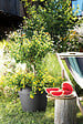 DEROMA - Vaso Save R Anthracite à réserve d'eau 20cm - vignette