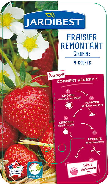JARDIBEST - Fraisier Cirafine - 4 plants - large