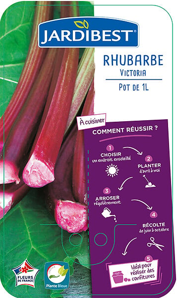 JARDIBEST - Rhubarbe Victoria - 1L - large
