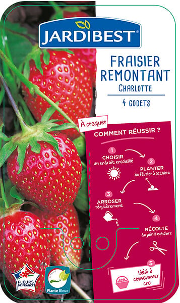 JARDIBEST - Fraisier Charlotte - 4 plants - large