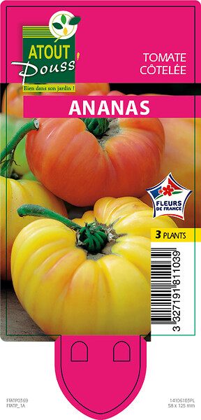 TAUGOURDEAU - Tomate Ananas 3 plants - large