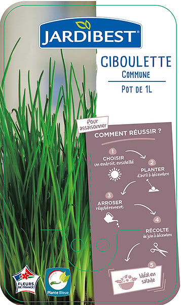 JARDIBEST - Ciboulette - Pot de 1L - large