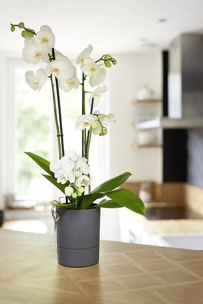 EDA - Pot de fleurs rond Aquaduo de 13 cm gris anthracite - large