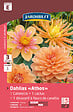 JARDIBEST - Dahlia variés - Mélange de 3 bulbes - vignette