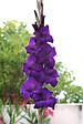 JARDIBEST - Glaieul à grandes fleurs mauve foncé - 10 Bulbes - vignette