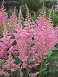JARDIBEST - Alstilbe rose - 1 bulbe - vignette