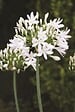 JARDIBEST - Agapanthe blanche - 1 bulbe - vignette