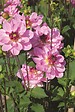 JARDIBEST - Dahlia Prestance - 1 bulbe - vignette