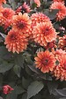 JARDIBEST - Dahlia Clemenvilla - 1 bulbe - vignette